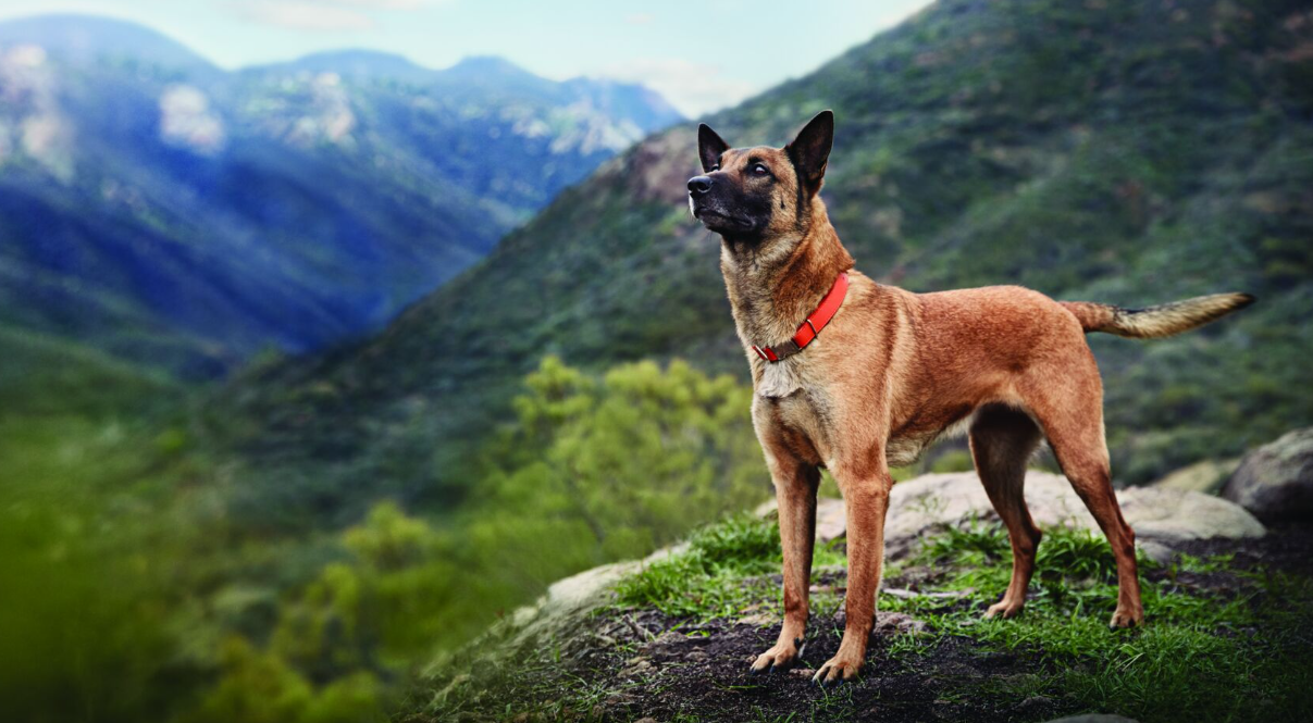 barna kutya természetben hegyek háttérben