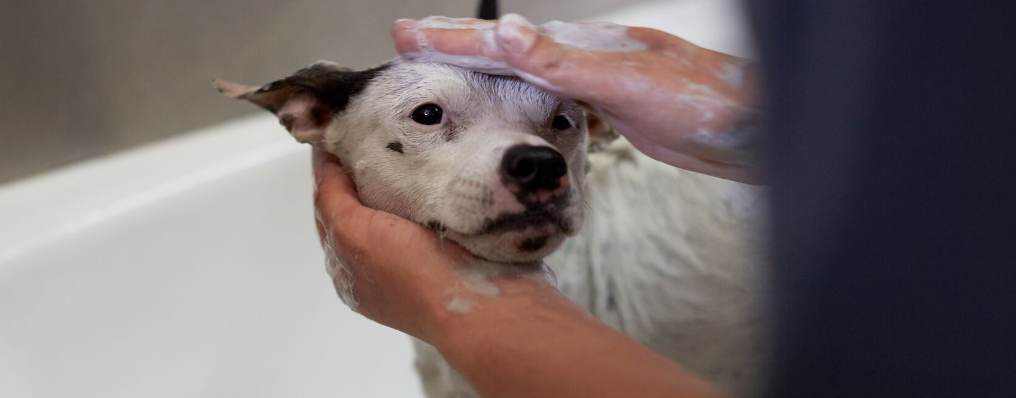 kutyát samponnal fürdetnek hero