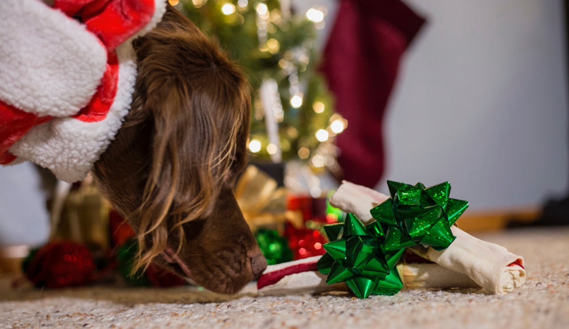 ír szetter karácsonyfa előtt megszagolja ajándékát