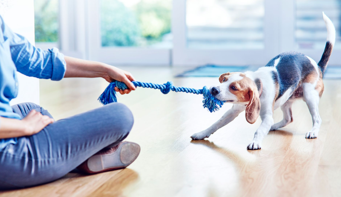 beagle kötelet húz gazdájával a lakásban