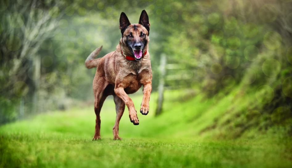 nagytestű kutya boldogan fut teaser