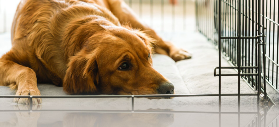 golden retriever szomorúan fekszik a kennelben