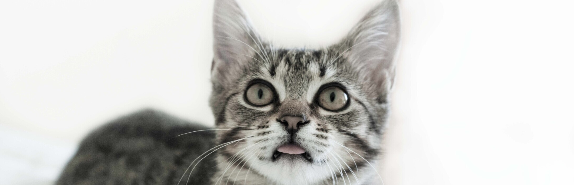 fekete-fehér kép cirmos cicáról