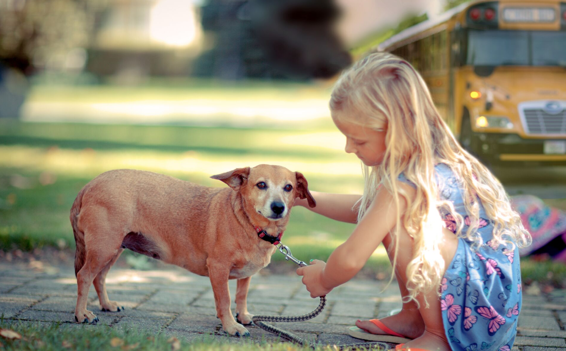 kislány simogatja idős kistestű kutyáját