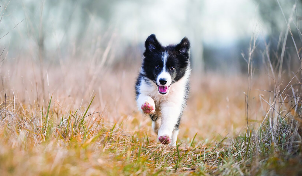 kölyök border collie fut a természetben