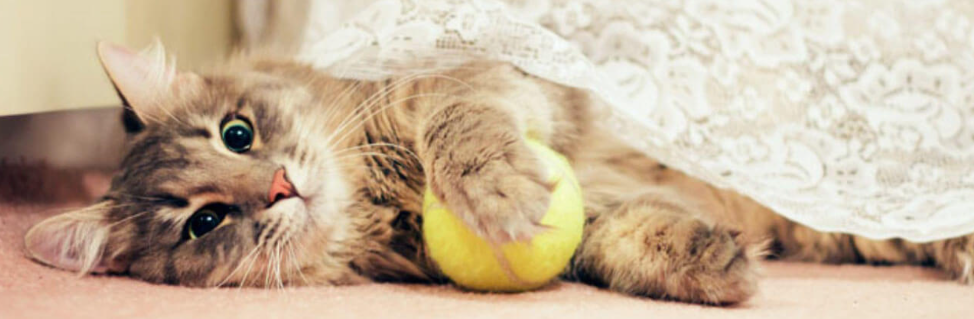 idős cica fekve játszik sárga labdájával