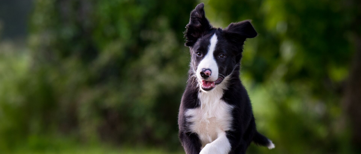 rövidszőrű border collie kölyök fut kertben