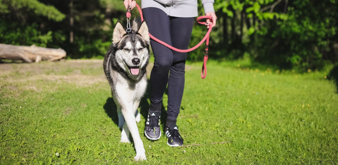 huskyt rövid pórázon sétáltatnak