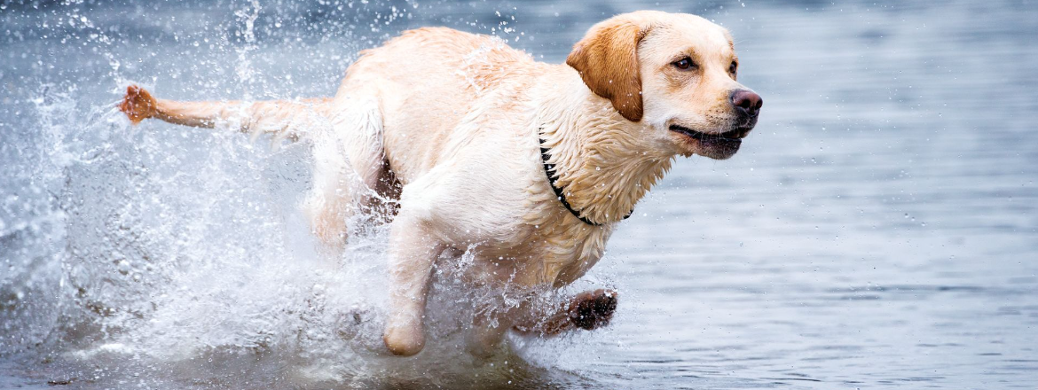 labrador nagy sebességgel fut a vízben