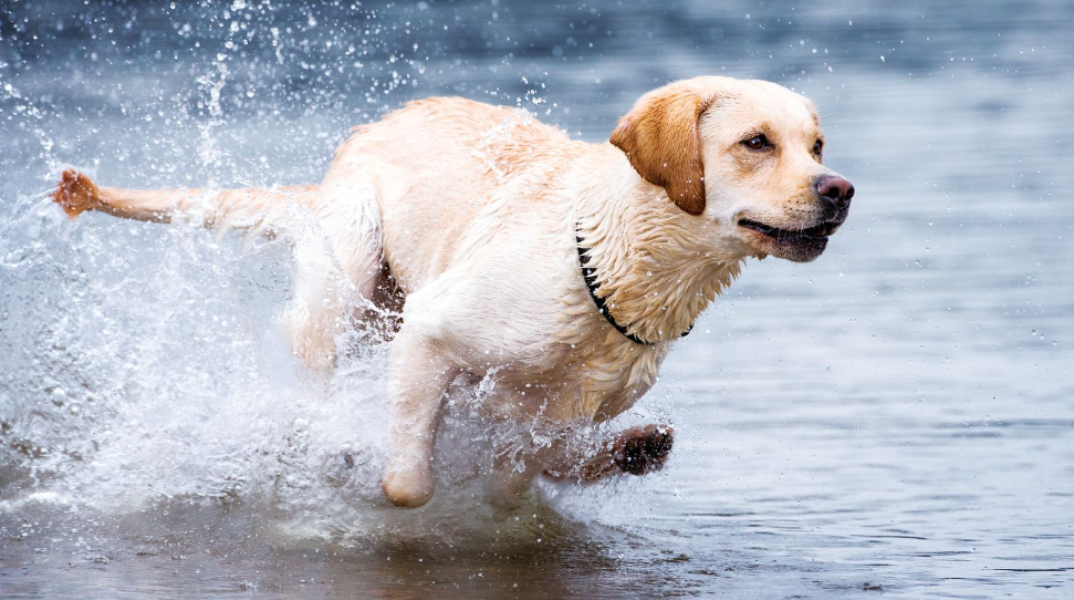 labrador nagy sebességgel fut a vízben