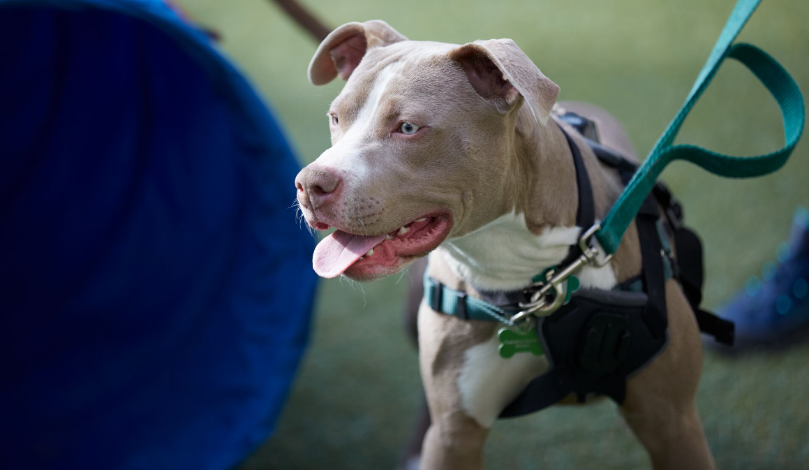 szürke pitbull keverék hámon és pórázon