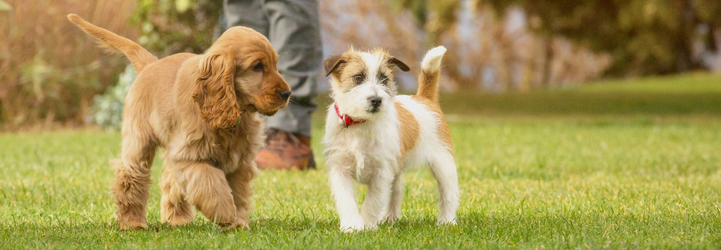 spániel és foxterrier kölyök egymás mellett