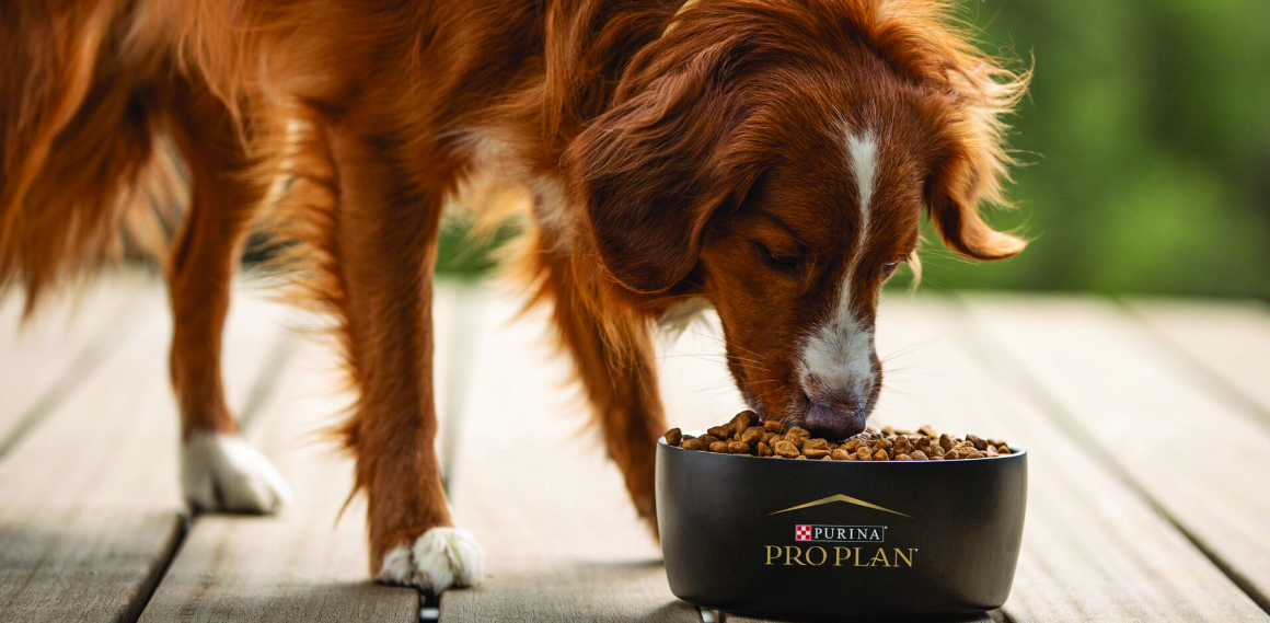 hosszúszőrű kutya PRO PLAN etetőtálból eszik