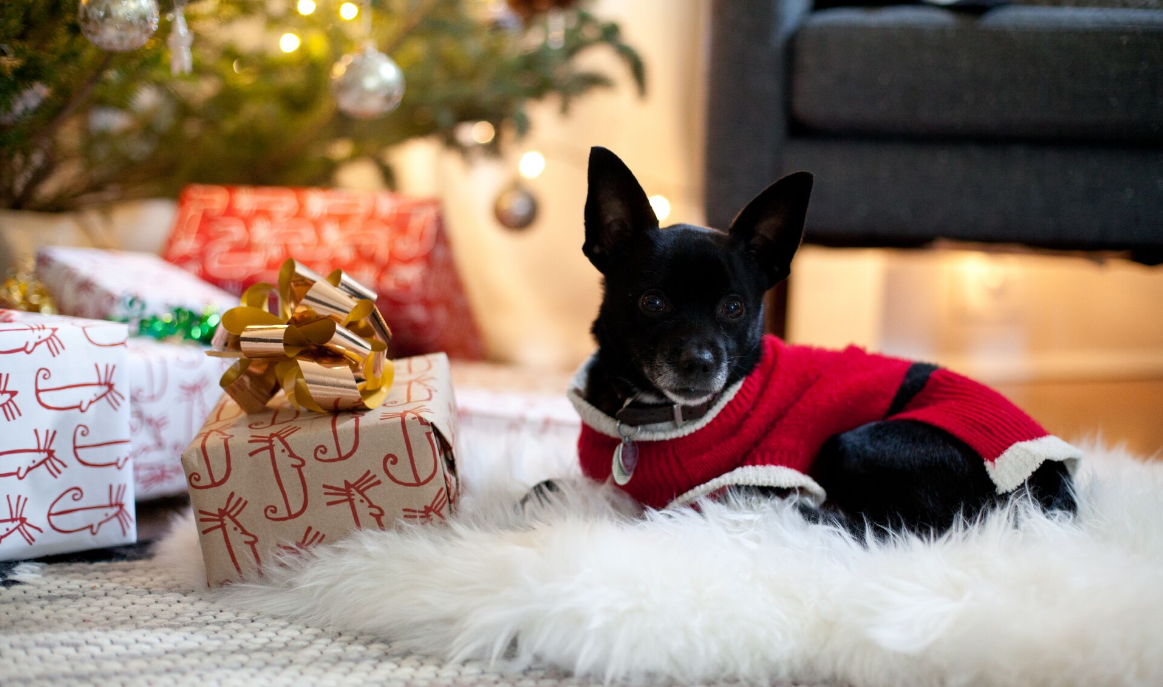 fekete kistestű kutya mikulás ruhában karácsonykor