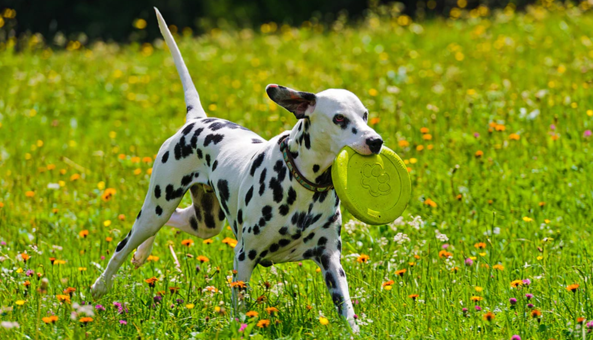 dalmata fut frizbivel a szájában réten