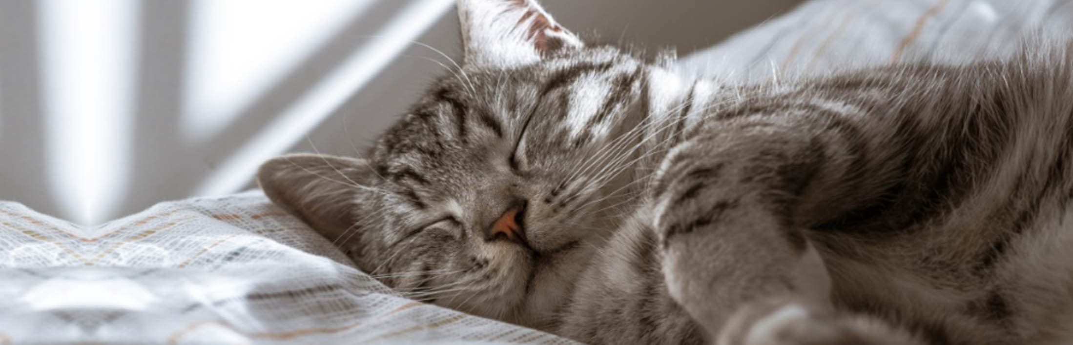 szürkecirmos cica jóízűen alszik nappal