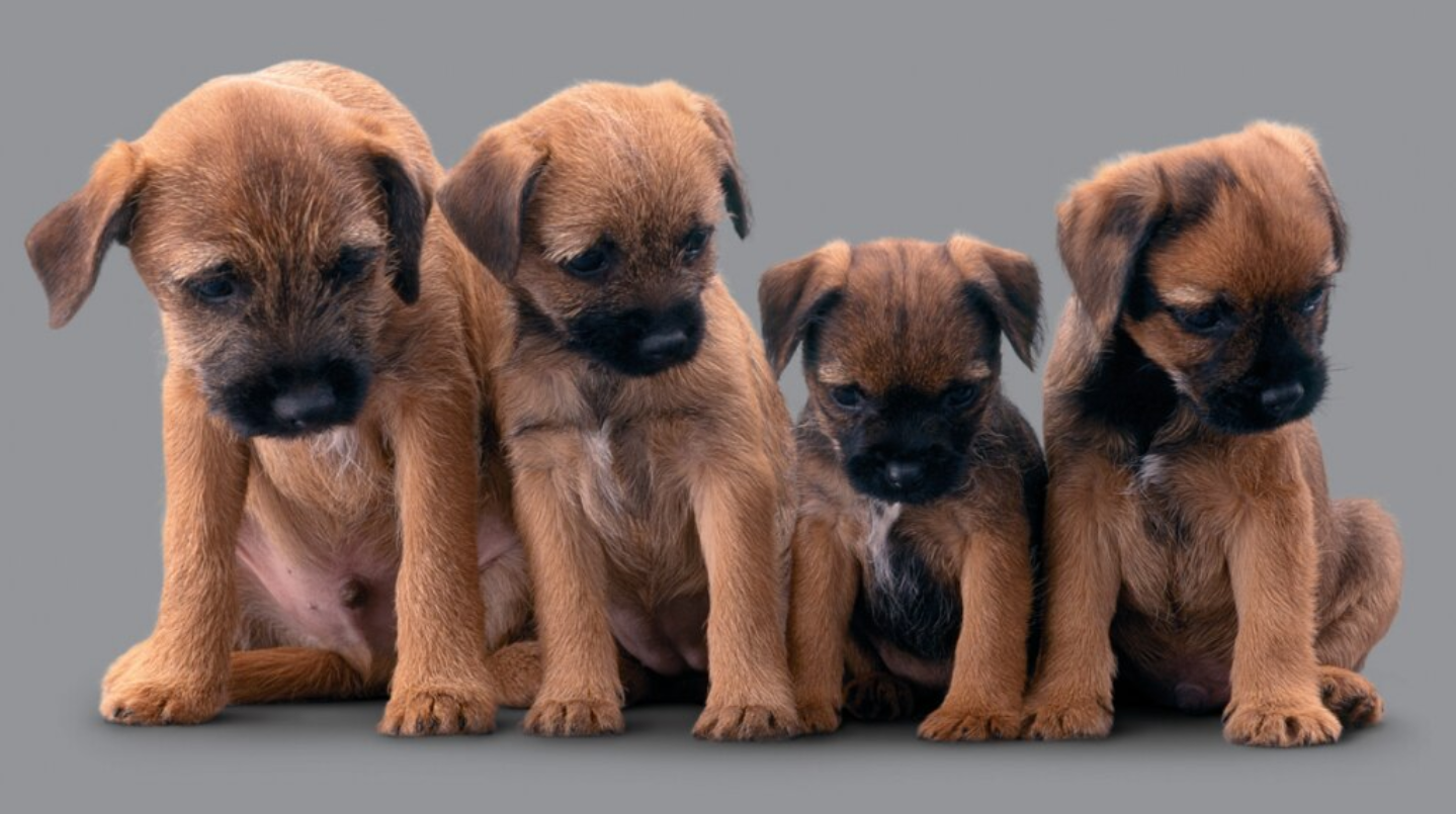 terrier kölykök egy sorban ülnek