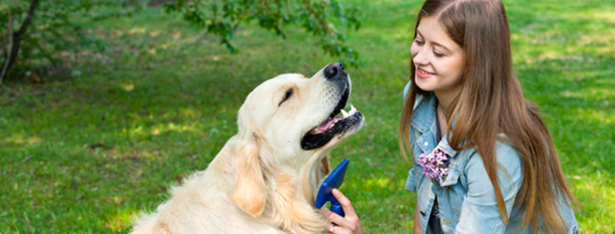 fiatal lány kifésüli golden retriever szőrét