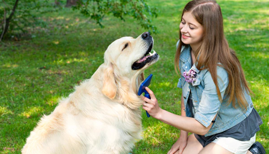 fiatal lány kifésüli golden retriever szőrét