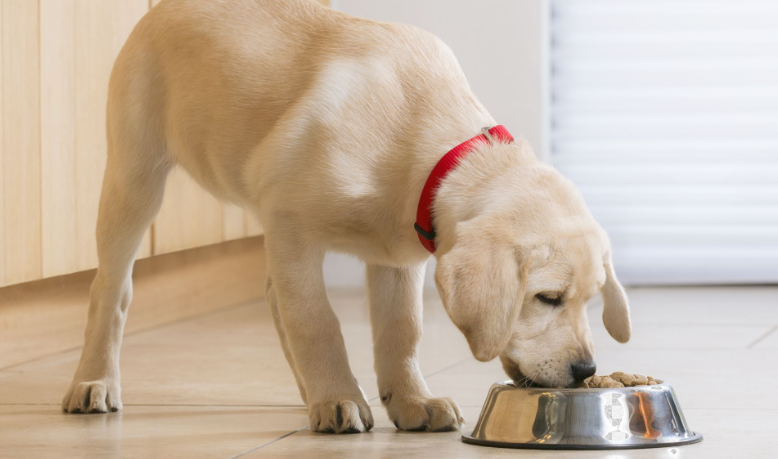 kölyök labrador eledelt eszik fém kutyatálból