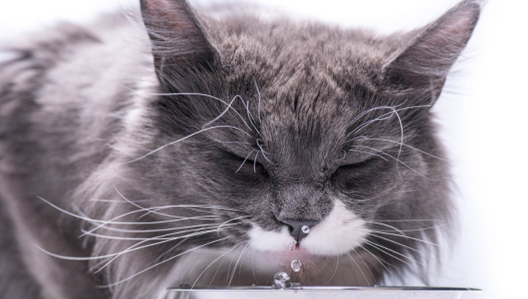 szürke cica betegnek tűnik vizet iszik