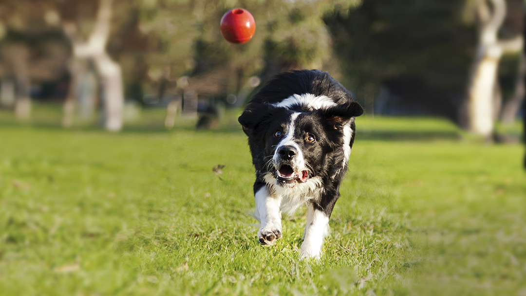 Border Collie fut a labda után