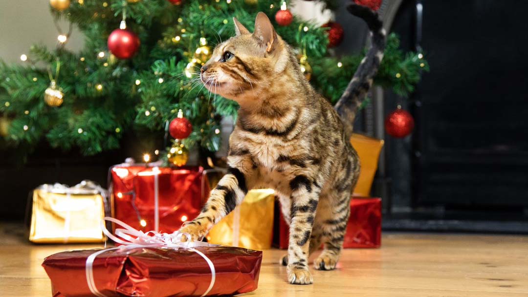 cirmos cica karácsonykor fa alatt ajándékkal