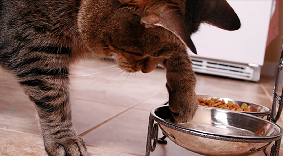cirmos cica itatótáljában lévő vízzel játszik