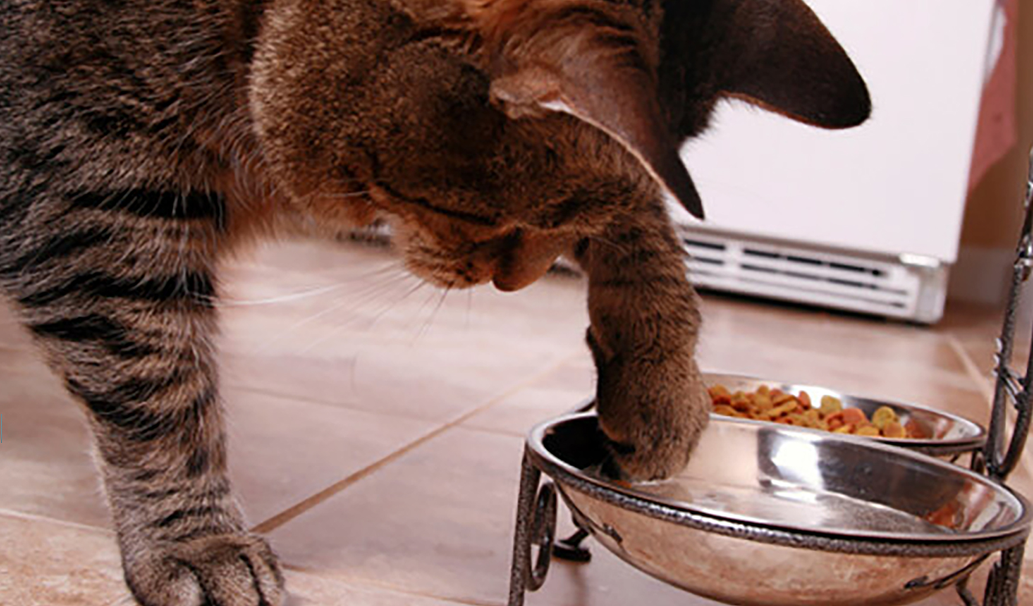 cirmos cica itatótáljában lévő vízzel játszik
