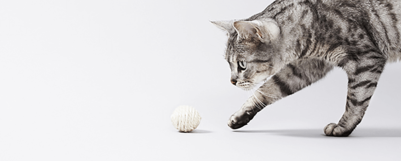 szürkecirmos cica labdával játszik