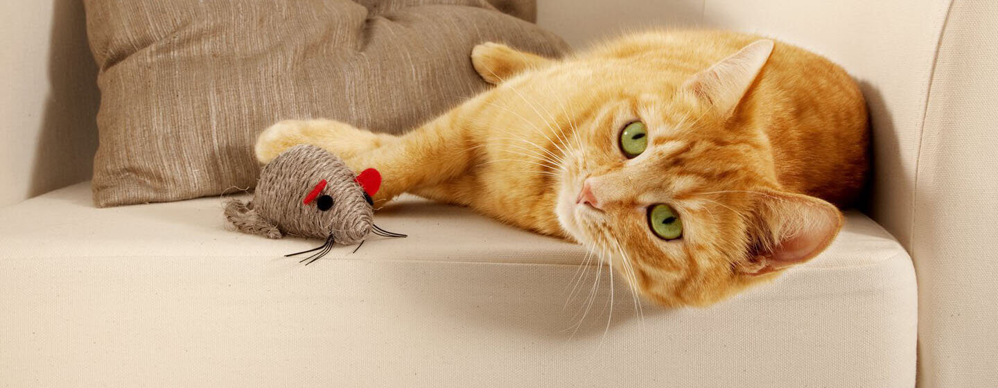 vörös Friskies cica játékegérrel játszik fekve