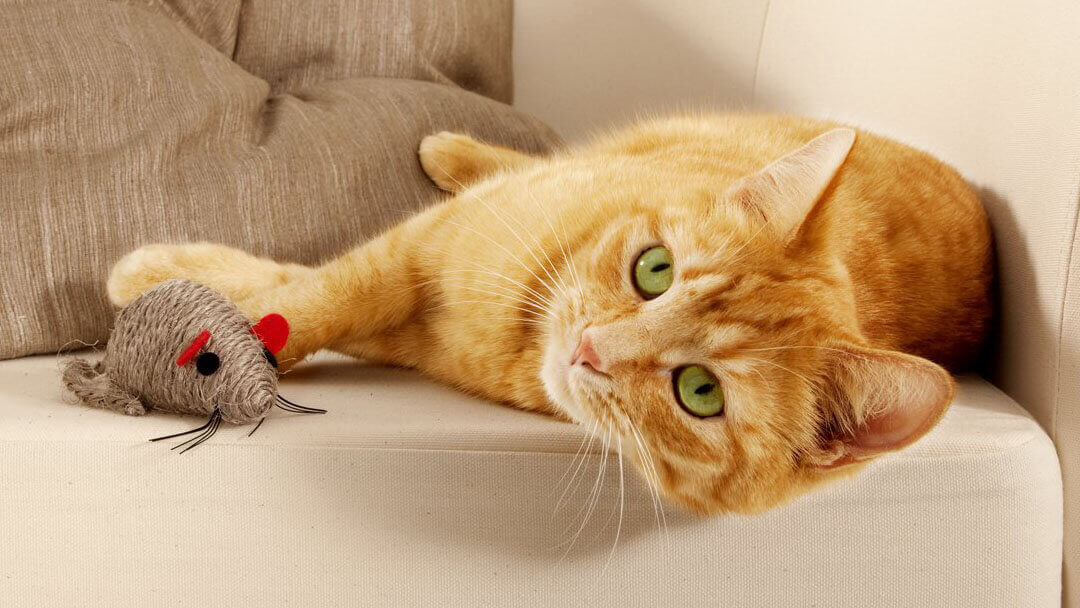 vörös Friskies cica játékegérrel játszik fekve