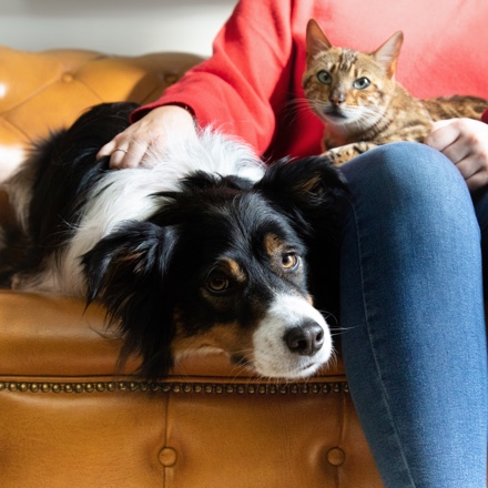 border collie bengáli cica kanapén gazdájukkal