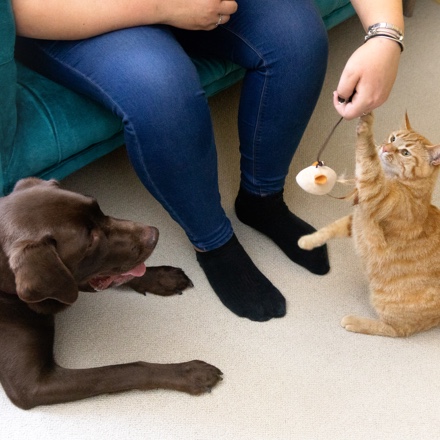 vörös cicával játszik gazdája labrador figyeli