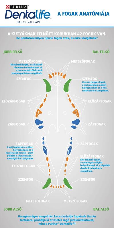 Kutya fogászati térkép