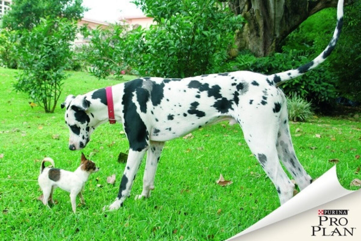 Nagyméretű kutya, kisméretű kutya
