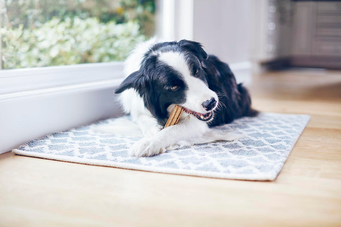 border collie dentalife fogápoló jutalomfalatot rágcsál