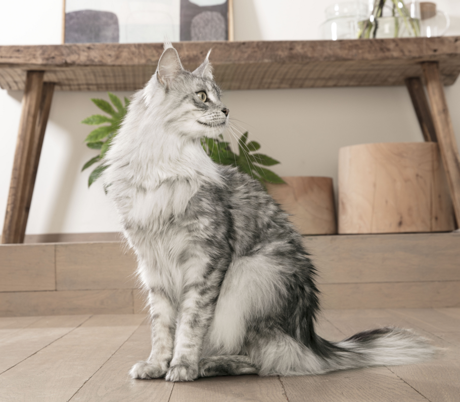 szürke maine coon nőstény