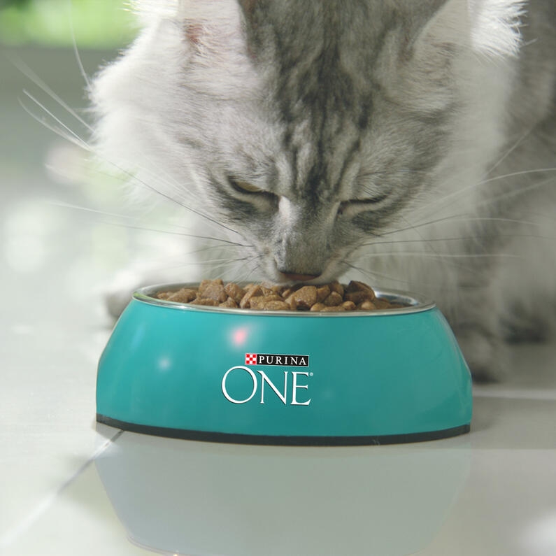 maine coon cica száraz eledelt ropogtat
