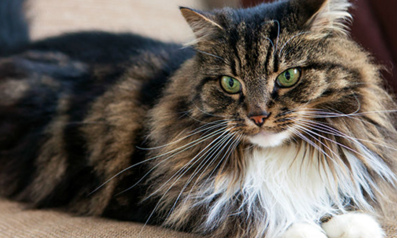 cirmos maine coon cica fekszik