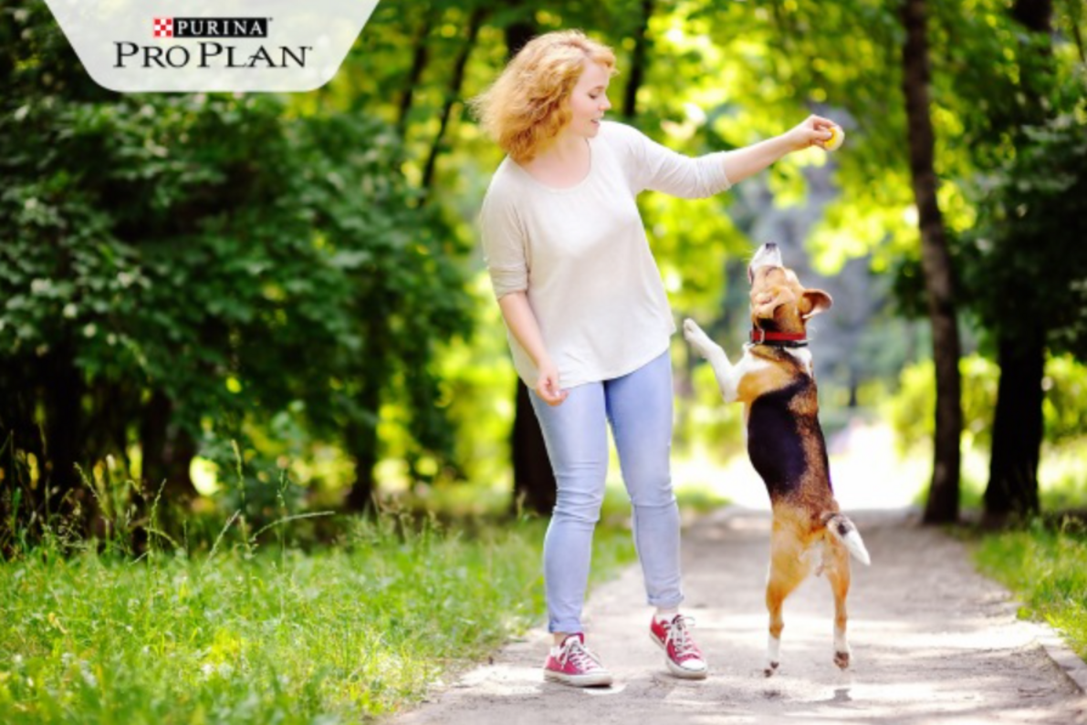 beagle felugrik jutalomfalatért