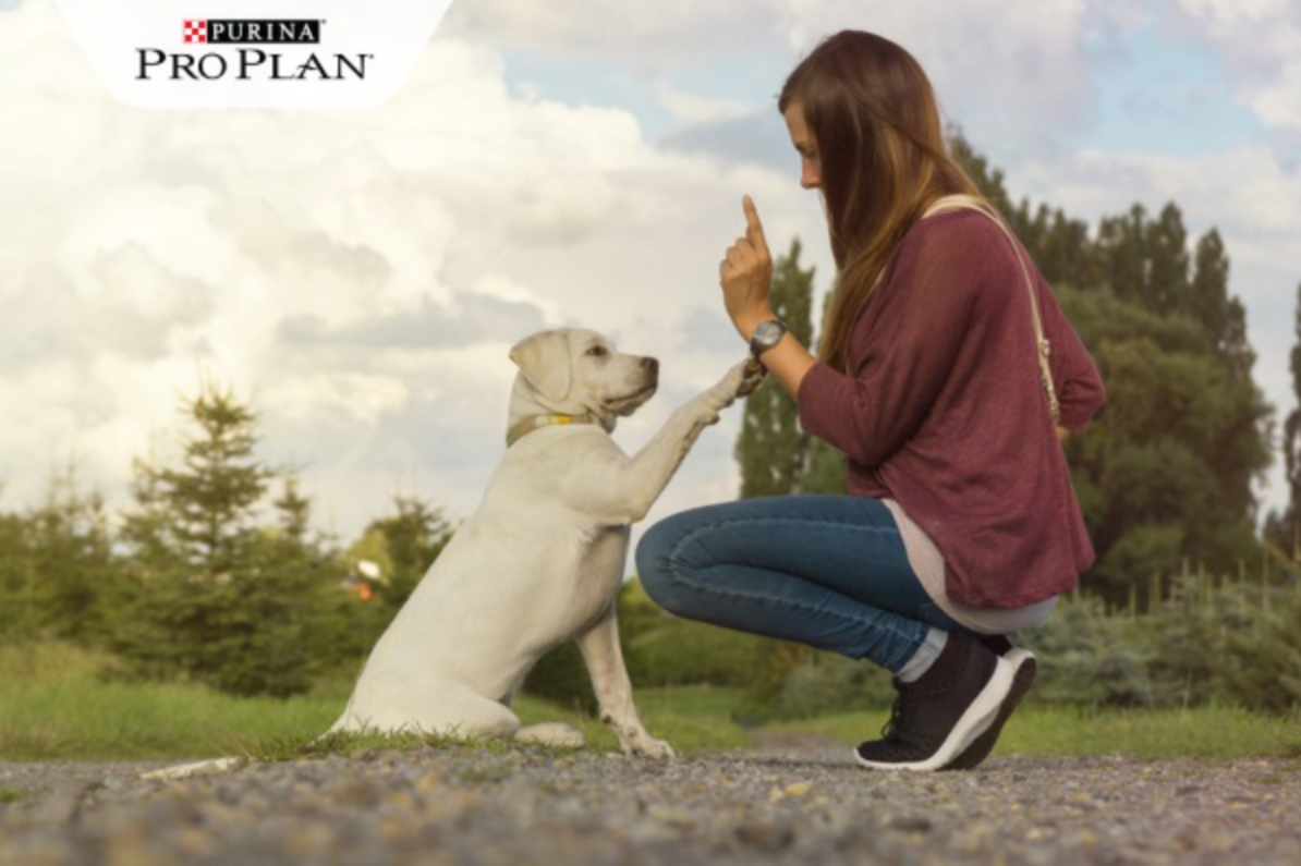 fiatal lány tanítja labradorját pacsit adni