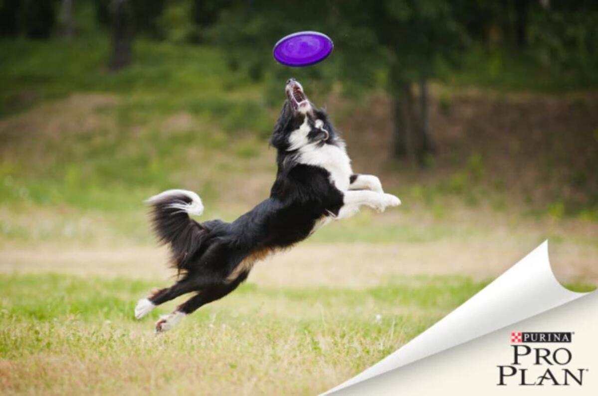 border collie lila frizbiért ugrik levegőbe