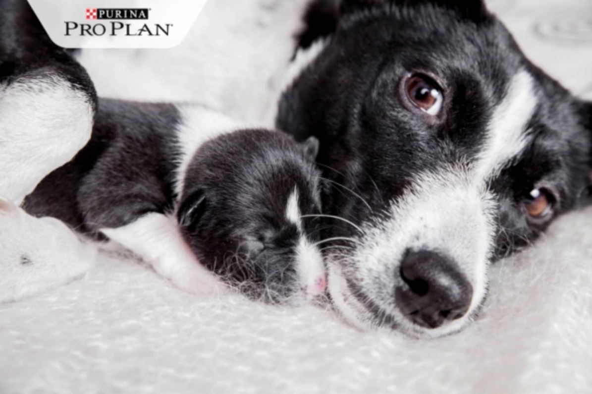 border collie újszülött kölykével