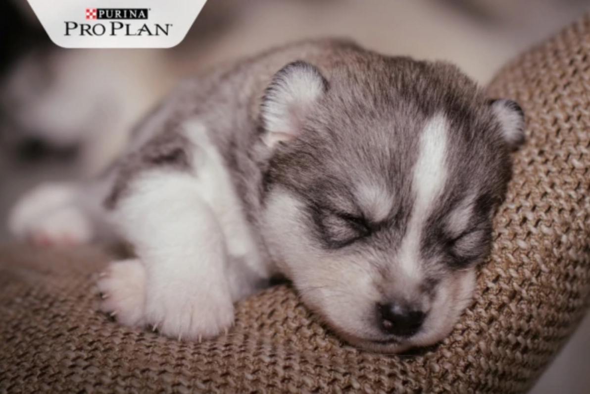 újszülött husky kutya alszik