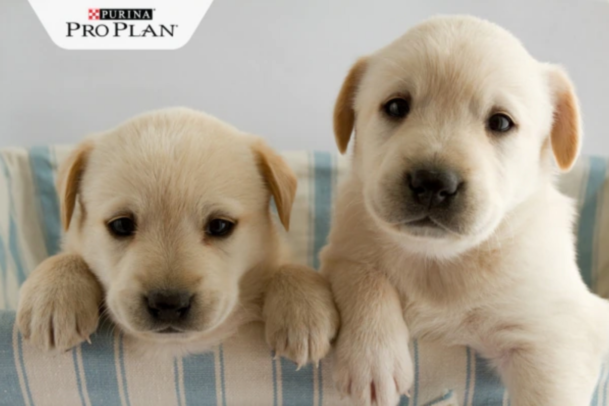 pár hetes zemleszínű kölyökkutyák labrador golden