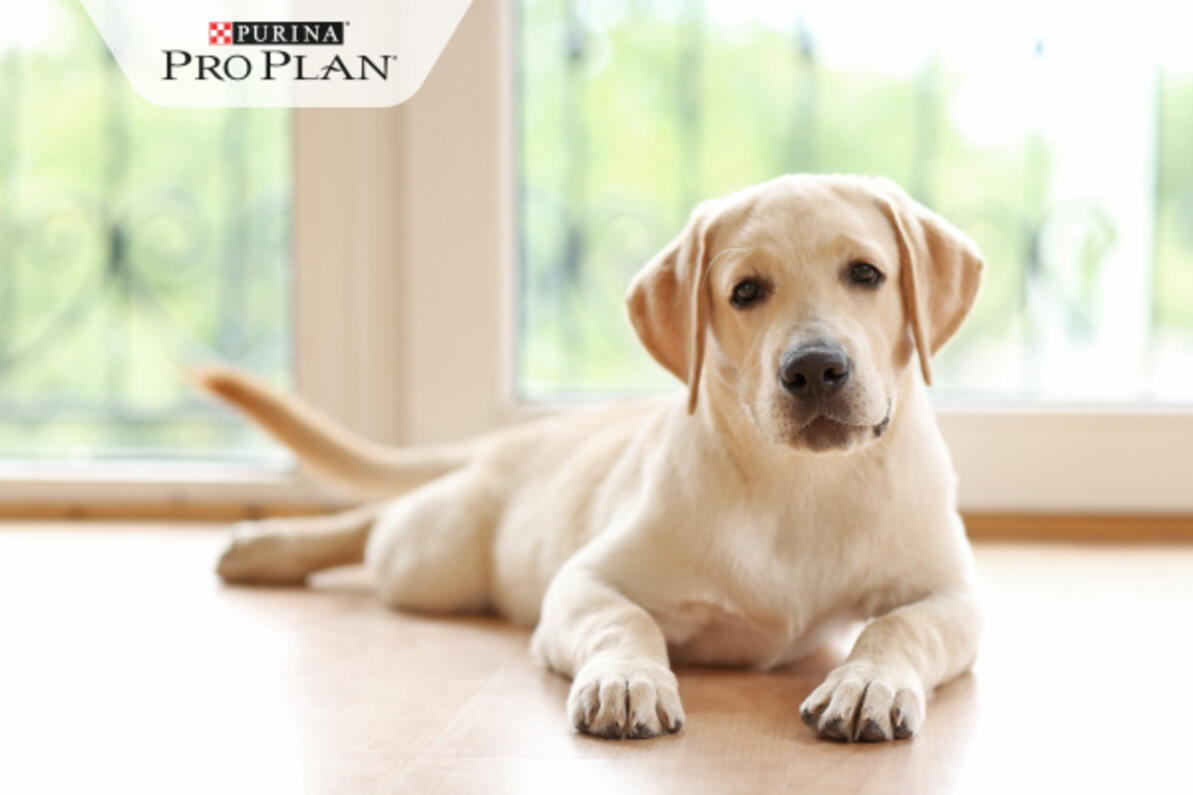 kölyök labrador hűsöl a parkettán