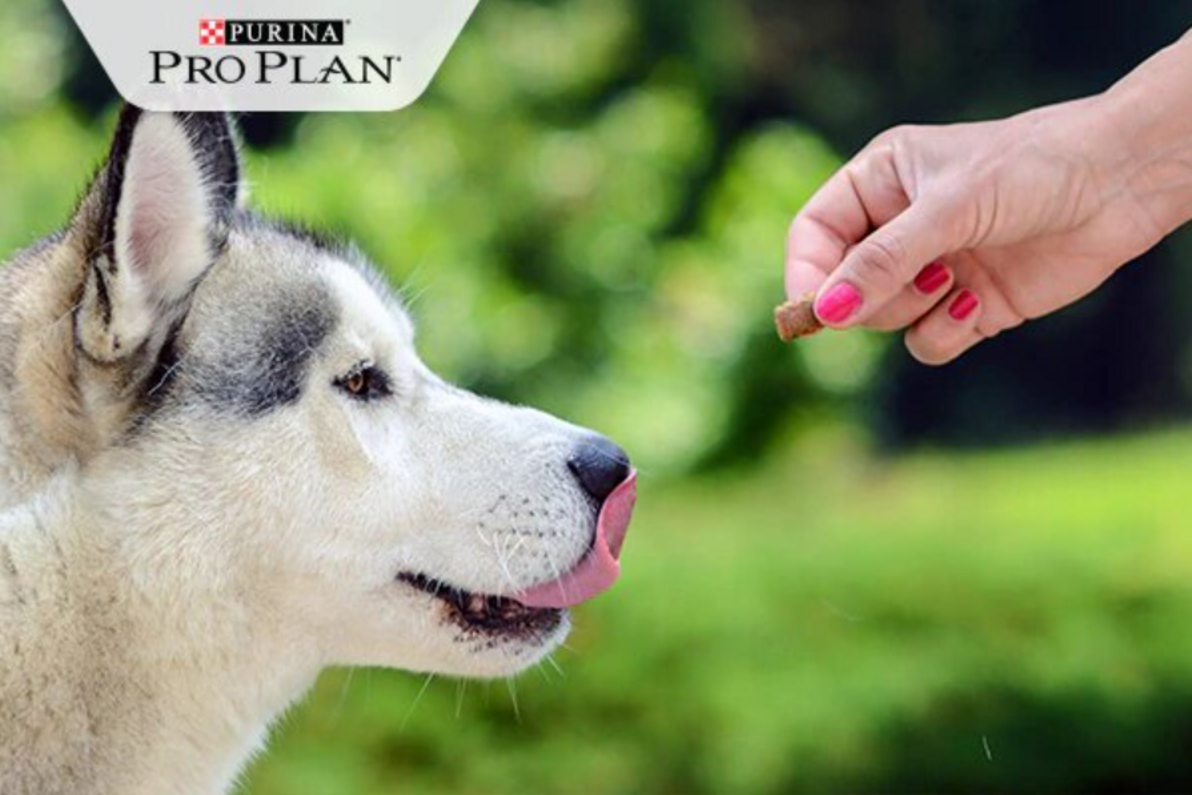 husky megnyalja a száját jutalomfalatot kap