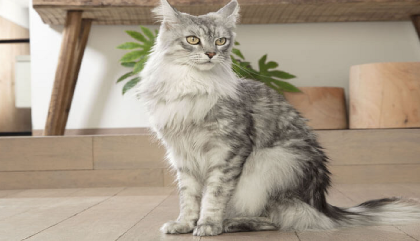 szürke maine coon cica ül a nappaliban