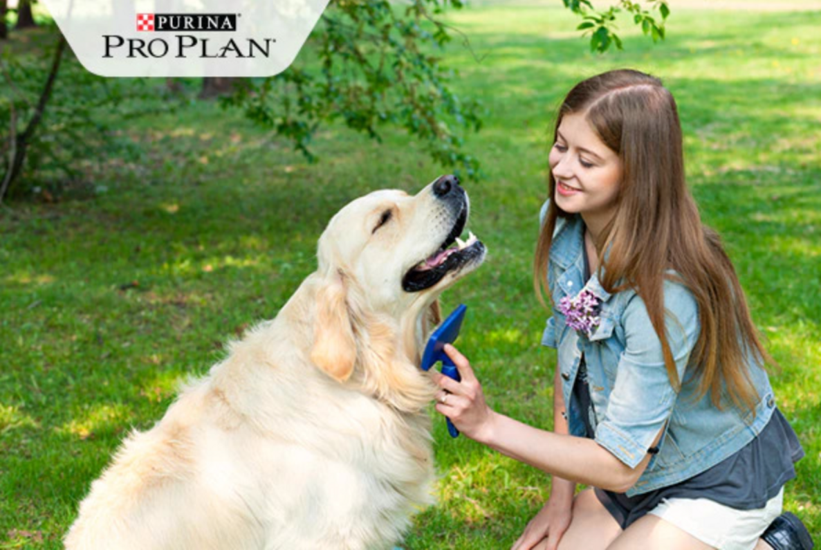 kislány fésüli golden retriever bundáját